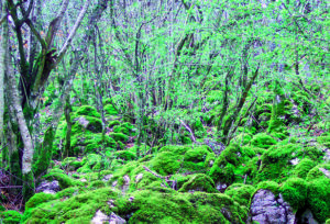 evento 5 cuentos bosque_2